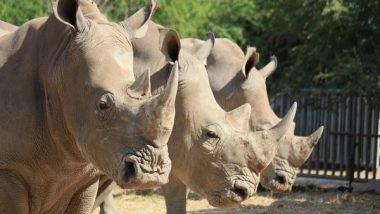 Science News | Study Reveals How Studying Poop May Help Us Boost White Rhino Populations