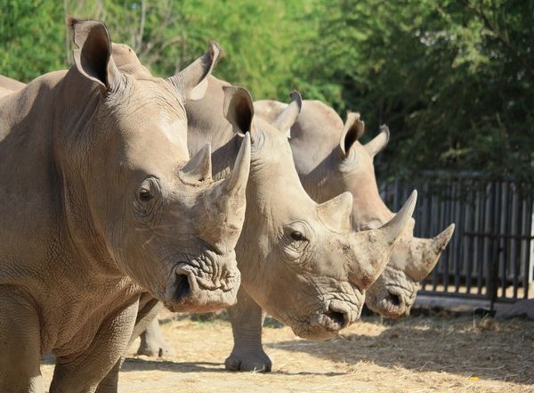 Science News | Study Reveals How Studying Poop May Help Us Boost White Rhino Populations