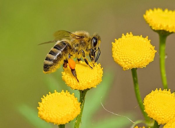 Science News | Honey Bee Nest Structure is Surprisingly Adaptive, Resilient: Study