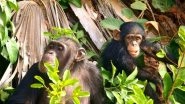 Science News | Communication Development in Chimps Parallels That of Human Infants: Study