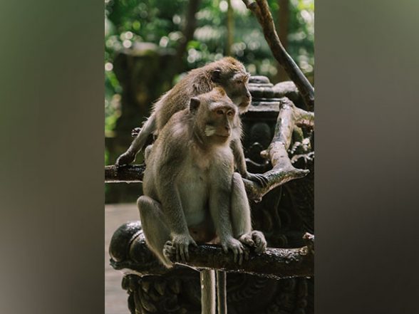 Study Says Socially Adept Monkeys Have Superior Impulse Control
