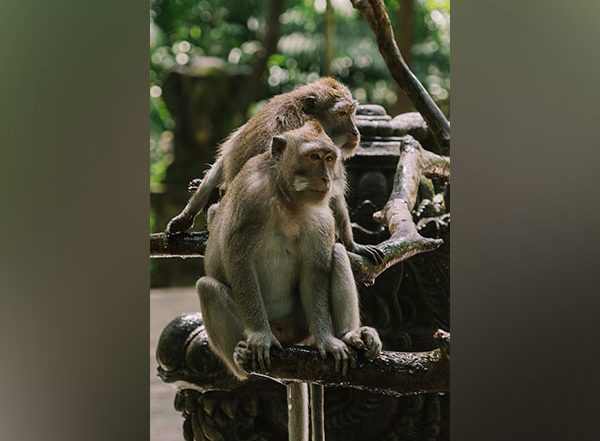 Socially Adept Monkeys Have Superior Impulse Control, Says Study