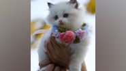 Entertainment News | Hello Kitty! Cat Show Championship to Be Organised in Mumbai