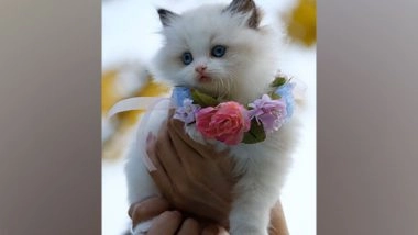 Entertainment News | Hello Kitty! Cat Show Championship to Be Organised in Mumbai