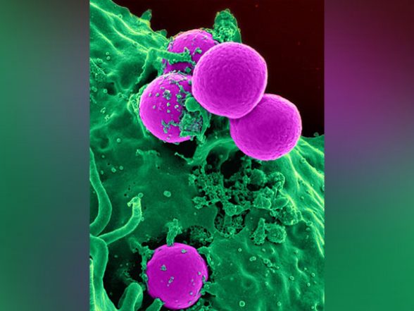 Science News | 'Village' Approach to Stem Cell Research Could Transform the Field: Study - Vimarsana News