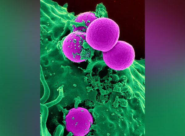 Science News | 'Village' Approach to Stem Cell Research Could Transform the Field: Study