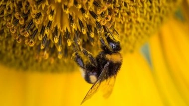 Science News | Research Reveals Honey Bee Nest Structure is Surprisingly Adaptive, Resilient