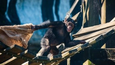 Science News | Chimp Communication Development Parallels That of Human Infants: Study