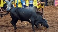 India News | Karnataka: 8 People Injured After Being Attacked by Bulls During Kari Festival