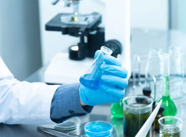 Science News | 20 Species of Sea Lettuce Are Present in Baltic and Scandinavian Coasts: Research