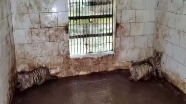 India News | Chhattisgarh: White Tigress 'Raksha' Gives Birth to 3 Cubs, Zoo Authority Releases First Visuals