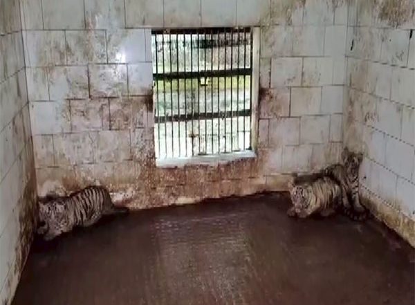 India News | Chhattisgarh: White Tigress 'Raksha' Gives Birth to 3 Cubs, Zoo Authority Releases First Visuals