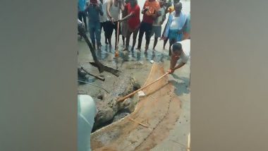 Crocodile Beaten to Death by Mob in Bihar Video: Locals Kill Huge Reptile After It Killed Minor Boy in Vaishali, Probe Underway