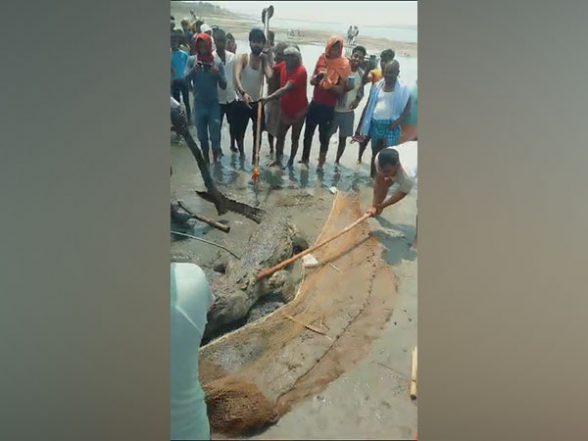 Crocodile Beaten to Death by Mob in Bihar Video: Locals Kill Huge Reptile After It Killed Minor Boy in Vaishali, Probe Underway - Vimarsana News