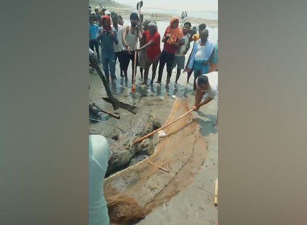 Crocodile Beaten to Death by Mob in Bihar Video: Locals Kill Huge Reptile After It Killed Minor Boy in Vaishali, Probe Underway