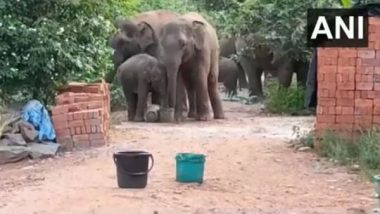 Andhra Pradesh: Wild Elephants Enter Pujariguda Village, Drink Water From Buckets, Container (Watch Video)