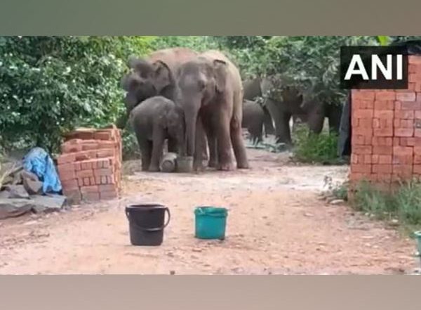 Andhra Pradesh: Wild Elephants Enter Pujariguda Village, Drink Water From Buckets, Container (Watch Video)