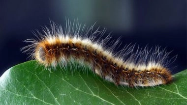 Science News | Human Light Pollution Risks Extinguishing Glow-worms: Study