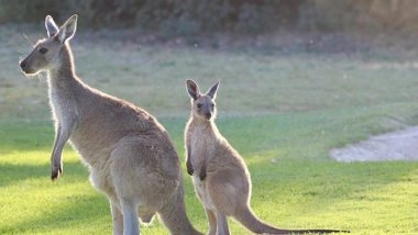 Science News | Skipping Evolution: Study Finds Some Kangaroos Didn't Hop