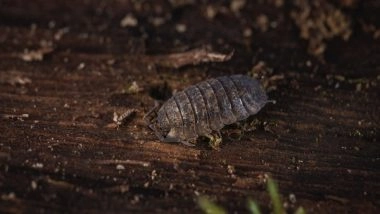 Science News | Artificial Night-time Light Confuses Colour-changing Coastal Woodlouse: Study