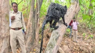 India News | Chhattisgarh: People Flock to See Rare Flying Squirrel in Korba