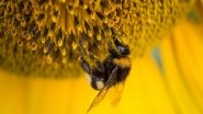 Science News | Lost Bumblebees Use Fragrance to Find Their Way Home: Study