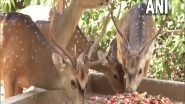 India News | J-K: Udhampur's Tanday Park Makes Arrangements for Deers to Beat Heat