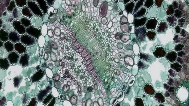 Science News | Study Finds New Tool to Study Complex Genome Interactions