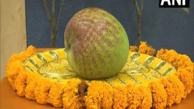 India News | World's Most Expensive Mango 'Miyazaki' Showcased at Raipur Mango Festival