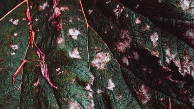 Science News | Study Discovers Spectacular Patterns Found in 407-million-year-old Plant