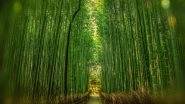 Science News | Bamboo Could Be a Future Renewable Energy Source: Study