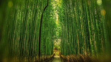 Science News | Bamboo Could Be a Future Renewable Energy Source: Study