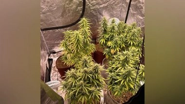 India News | Police Arrest 3 Students for Growing, Selling Cannabis in Karnataka's Shivamogga