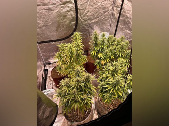 India News | Police Arrest 3 Students for Growing, Selling Cannabis in Karnataka's Shivamogga - Vimarsana News