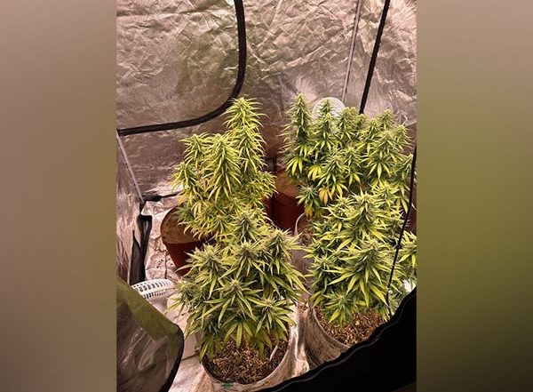 India News | Police Arrest 3 Students for Growing, Selling Cannabis in Karnataka's Shivamogga