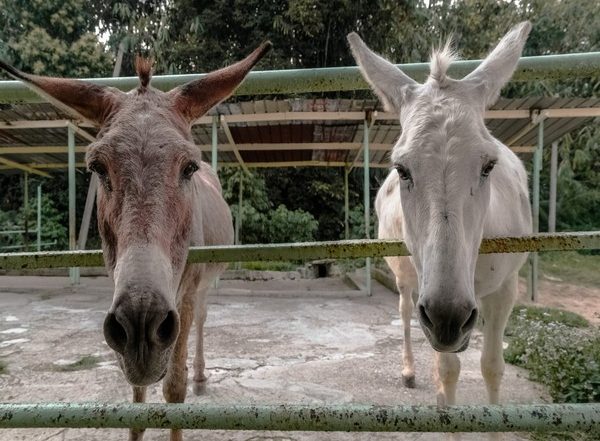 Pakistan Gives Nod to Export of Donkey-Hides to China