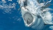 Science News | Megalodon Shark Was Warm-blooded, Finds Study