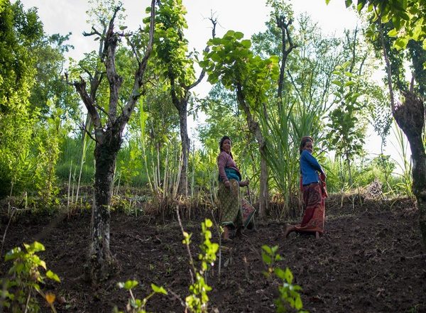 World News | FAO's Global GEF Approved 26 Projects Worth USD 174.7 Million
