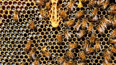 Science News | Honey Bees More Faithful to Their Flower Patches Than Bumble Bees: Study