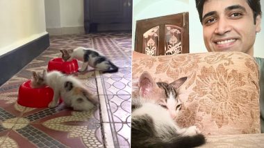 Adivi Sesh Adopts Two Kittens, Names the Cats Tooti and Frooti (View Pics and Video)