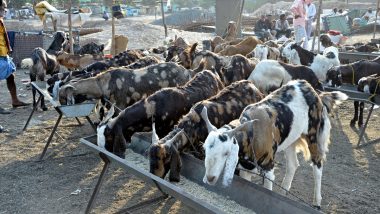 Eid al-Adha 2023: Two Goats With 'Allah' Birthmarks in Arabic Language Sold for Whopping Rs 51 Lakh at Bakra Mandi in Lucknow Ahead of Bakrid