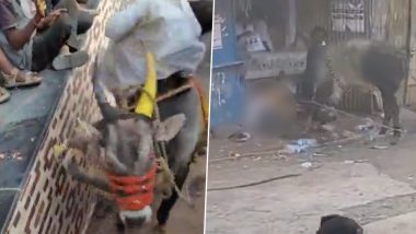 Bull Attack During Karnataka's Kari Festival Video: Bull Goes on Rampage and Attacks Revellers in Vijayapura, Several Injured; Disturbing Clip Surfaces Online