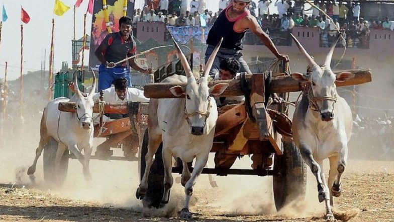 Bullock Cart Race Accident in Pune Video: Bullocks Take Two Carts Into Water During Competition in Indapur