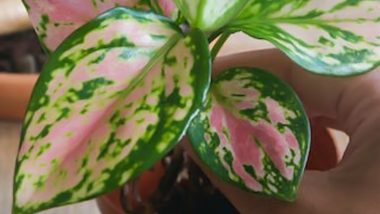 Five Air Purifying Indoor Plants That You Must Have in Your Homes