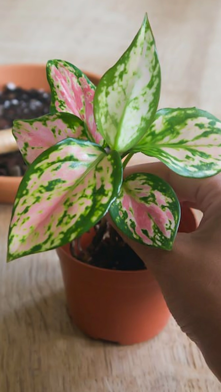 Five Air Purifying Indoor Plants That You Must Have in Your Homes