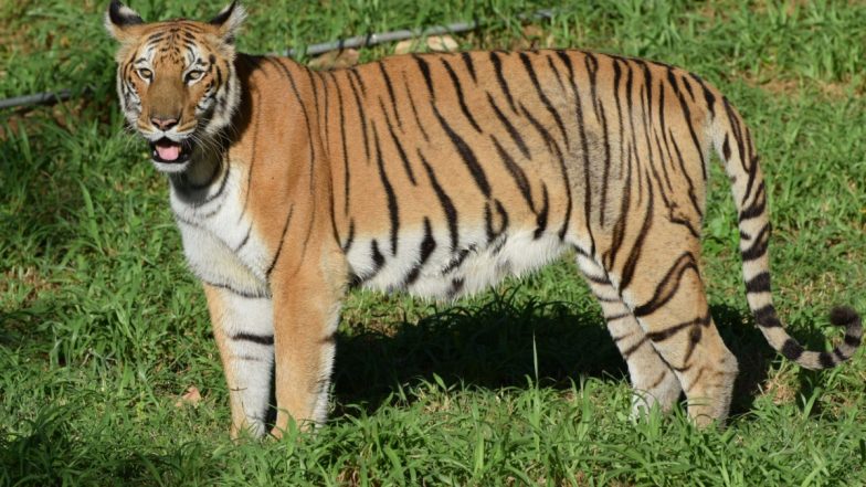 Tiger Attack in Madhya Pradesh: Woman Seriously Injured After Big Cat Attack Near Bandhavgarh Tiger Reserve Area in Umaria