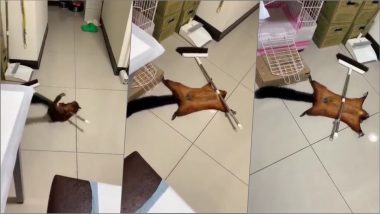 Flying Squirrel Fakes Its Death, Creates Crime Scene for Attention, This Cute Video Will Make Your Sunday!