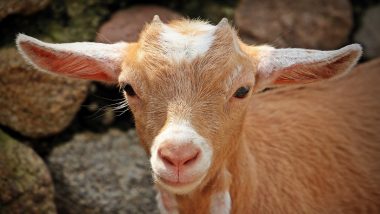 Madhya Pradesh: Goat Gets New Lease of Life on Bakr-Id As Two Men Approach Cops in Rewa With Animal To Resolve Dispute Over Ownership