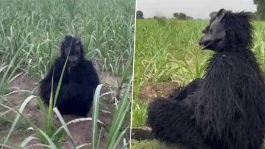 Monkey Menace in Uttar Pradesh: Farmers in Lakhimpur Kheri's Jahan Nagar Village Use Bear Costume To Prevent Monkeys From Damaging Sugarcane Crop (See Photos)