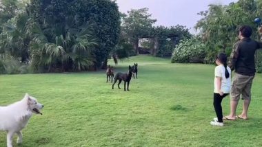 MS Dhoni, Ziva Have Fun Time With Their Pet Dogs in Ranchi, Video Goes Viral!